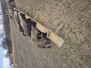 Vînd aproximativ 100 de miei - imagine 4