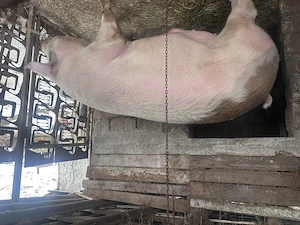 Porc de vânzare  - imagine 3