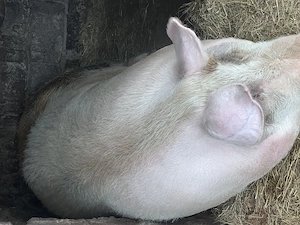 Porc de vânzare  - imagine 4