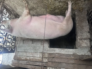 Porc de vânzare  - imagine 2