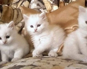 British Shorthair white 
