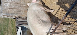 Porc 160 kg - imagine 2