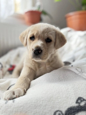 Cățeluși Labrador, varsta 2 luni