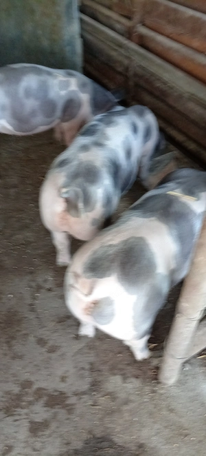 Porci, purcei  - imagine 5