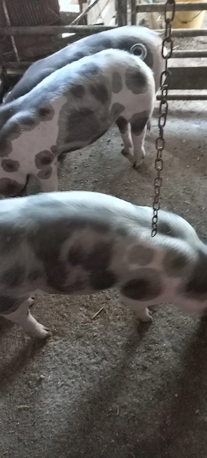 Porci, purcei  - imagine 2