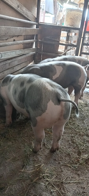 Porci, purcei  - imagine 4