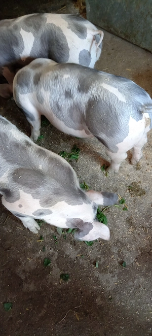 Porci, purcei  - imagine 3