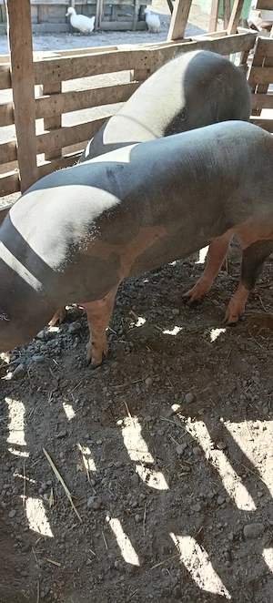 Porci, purcei  - imagine 3