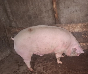 Vând porc crescut natural !