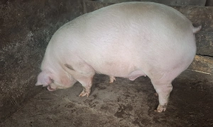 Vând porc crescut natural ! - imagine 2