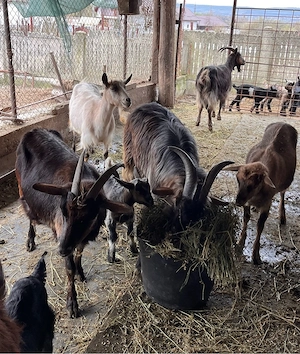 Vand capre de lapte cu iezi - imagine 2