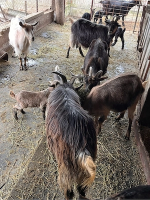 Vand capre de lapte cu iezi - imagine 4