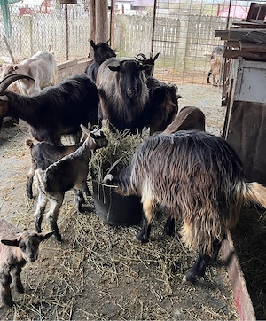 Vand capre de lapte cu iezi - imagine 3