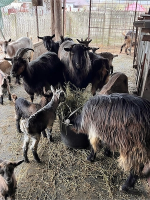 Vand capre de lapte cu iezi