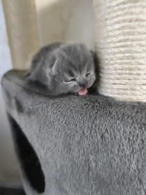 vand british shorthair blue - imagine 4