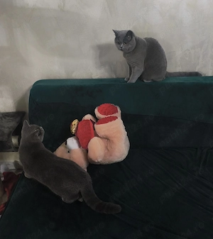 vand british shorthair blue - imagine 5