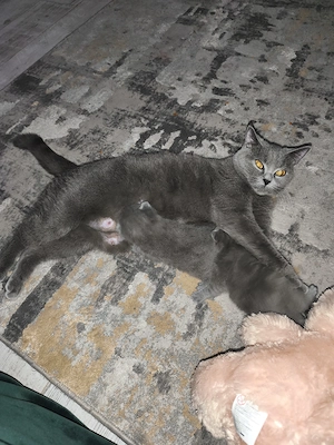 vand british shorthair blue - imagine 2