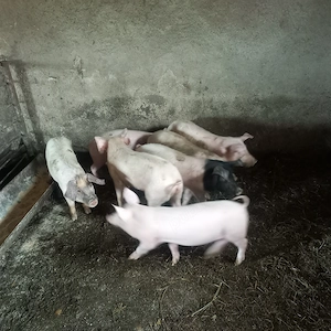 Vand soldani 3 luni  - imagine 4