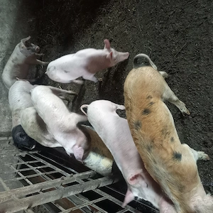 Vand soldani 3 luni  - imagine 3