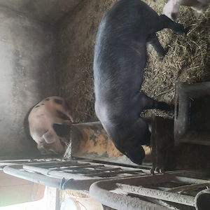 Vand soldani 3 luni  - imagine 5