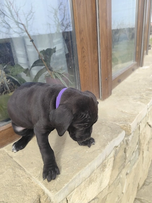 Catei Cane Corso ita - imagine 2