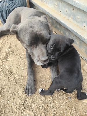 Catei Cane Corso ita - imagine 3