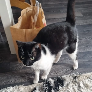 Donez pisica 8 luni vaccinata si deparazitata