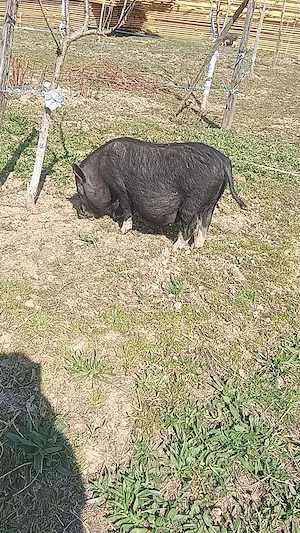 Vietnamezi  - imagine 2