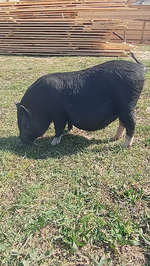 Vietnamezi  - imagine 3