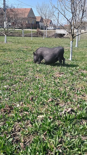 Vietnamezi  - imagine 5