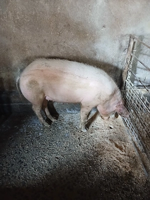 Vand suldei intre 50-100 kg