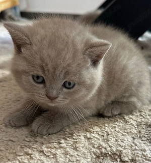 British Shorthair Shaded Point Lilac