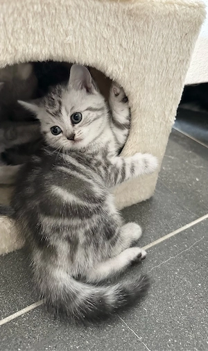 British Shorthair Shaded Point Lilac - imagine 5