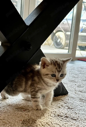 British Shorthair Shaded Point Lilac - imagine 3