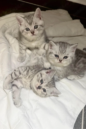 British Shorthair Shaded Point Lilac - imagine 2