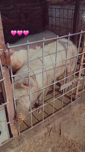 Scroafa de vanzare 130kg - imagine 2