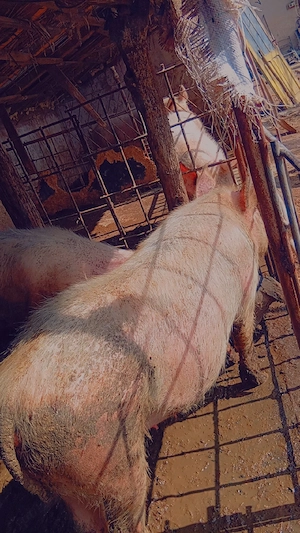 Scroafa de vanzare 130kg - imagine 3