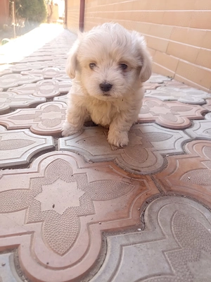 Vând pui de Bichon maltez 