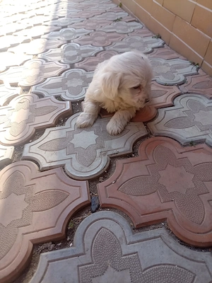 PuiBichon maltez - imagine 4