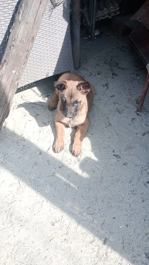 Pui ciobanesc belgian malinois