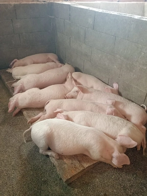 Grăsuni de vânzare 