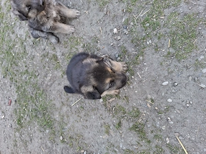 Caini de vanzare(ciobanesc german) - imagine 2