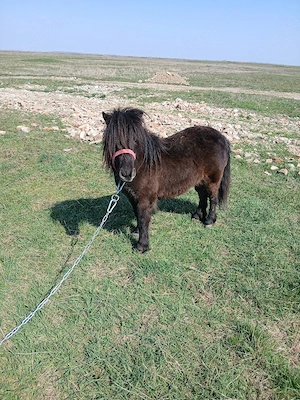 vand sau schimb poneita 