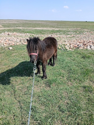 vand sau schimb poneita  - imagine 2