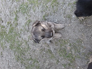 Caini de vanzare(ciobanesc german) - imagine 3