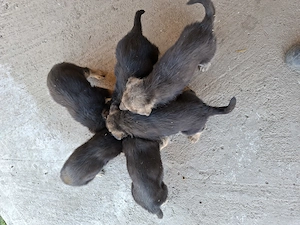 Caini de vanzare(ciobanesc german) - imagine 5