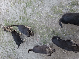 Caini de vanzare(ciobanesc german) - imagine 4