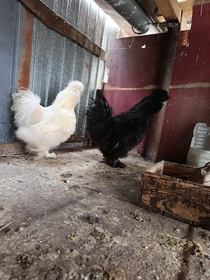 cocos mătase japoneză. - imagine 2