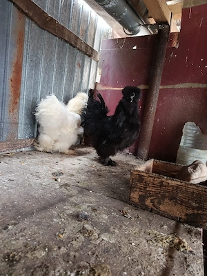 cocos mătase japoneză. - imagine 3