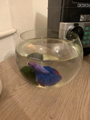 Acvarii 12L+6.5L+1.2L - imagine 2